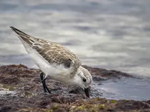 Migration Prints: Sanderling (Calidris alba) in winter plumagfe on Grand Cayman