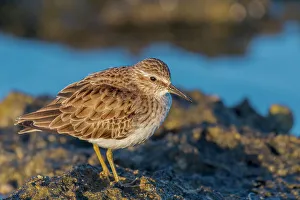 Shorebird Prints: Least Sandpiper (Caldris minutilla), Grand Cayman, British West Indies