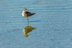 Shorebirds Prints: Least sandpiper (Calidris minutilla) Reed Lake, Saskatchewan, Canada
