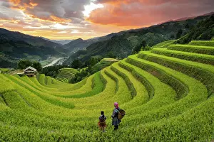 Rice Fields Prints: Sang Nhu horseshoe rice terraces at sunset, Mu Cang Chai, Northwest Vietnam, Asia