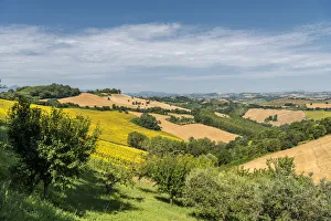 Sant Isidoro, Monterubbiano, provinve of Fermo, Marche, Italy, Europe