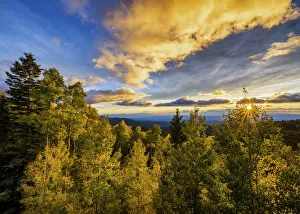 Aspens Prints: Santa Fe National Forest at Sunset in Autumn, Santa Fe, New Mexico, USA