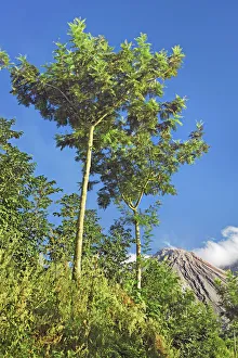 Santiaguito volcano - Guatemala, Quezaltenango, Santiaguito, from Finca El Faro