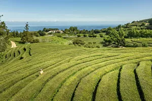 Images Dated 21st March 2022: Sao Miguel island, Azores, Portugal. Tea plantation at Gorreana Tea Factory, aerial view