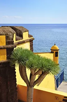 Funchal Prints: Sao Tiago fortress (17th century) and a dragon tree at the old city of Funchal. Madeira