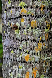 Branches Prints: Sapsucker holes in a tree trunk