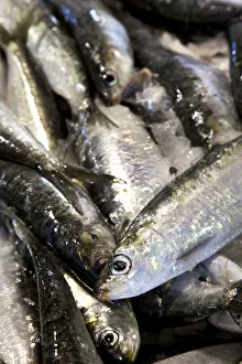 Fish Market Prints: Sardines, fish market, Algarve, Portugal