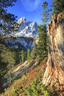 Massif Prints: Sass de Putia in background enriched by colorful woods