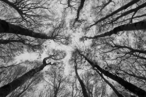 Long Prints: Sassofratino Reserve, Foreste Casentinesi National Park