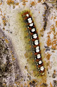 Poikilotherm Prints: Satin Moth (Leucoma salicis) Caterpillar on aspen tree bark, Lively, Ontario, Canada