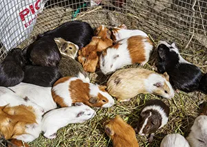 Images Dated 9th October 2018: Saturday Livestock Market, Otavalo, Imbabura Province, Ecuador