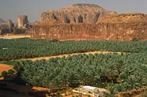 Dates Prints: Saudi Arabia, Madinah, Al-Ula. Date plantations lie amidst picturesque scenery in the oasis surrounding