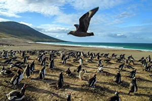 Breeding Colony Prints: Saunders Island, West Falkland, Falkland Islands