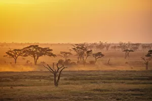 Dust Gallery: Savannah trees at sunrise, Serengeti National Park, Tanzania