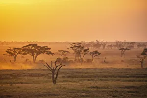 Images Dated 11th November 2020: Savannah trees at sunrise, Serengeti National Park, Tanzania
