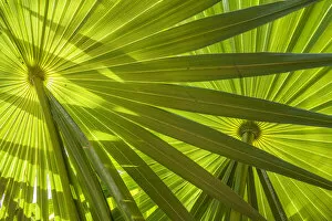 Green Gallery: Saw Palmetto Leaf Patterns, Yucantan, Mexico