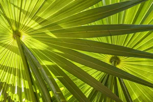 Saw Palmetto Leaf Patterns, Yucantan, Mexico