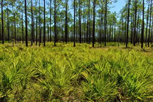 Pine Flatwoods Prints: Saw palmettoes and long leaf pines, St. Marks NWR, Florida, USA