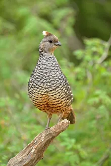 Camouflage Prints: Scaled quail (Callipepla squamata), Rio Grande City, Texas, USA
