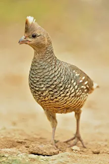 Camouflage Prints: Scaled quail (Callipepla squamata), Rio Grande City, Texas, USA
