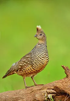 Observant Prints: Scaled quail (Callipepla squamata), Rio Grande City, Texas, USA