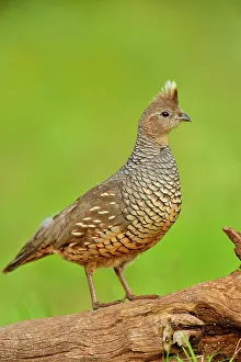 Observant Prints: Scaled quail (Callipepla squamata), Rio Grande City, Texas, USA