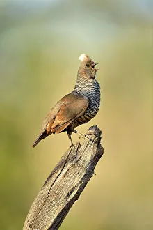 Gamebirds Prints: Scaled Quail (Callipepla squamata), Rio Grande City, Texas, USA