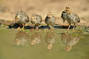 Parents Prints: Scaled quail (Callipepla squamata) Chicks, Rio Grande City, Texas, USA