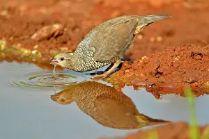 Drinking Prints: Scaled quail (Callipepla squamata) At the edge of a water hole