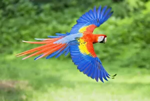 Natural History Gallery: Scarlet Macaw (Ara macao) on flight, Corcovado National Park, Costa Rica