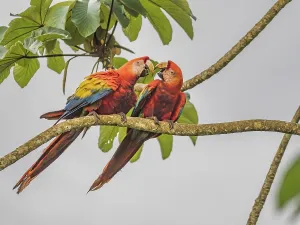Rainforests Prints: Scarlet Macaw (Ara macao) mated pair interacting