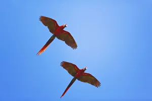 Scarlet Macaws (Ara macao) in flight, Corcovado National Park, Osa Peninsula, Costa Rica