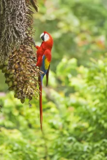 Scarlet Macaws (Ara macao) perching on a tree, Corcovado National Park, Osa Peninsula