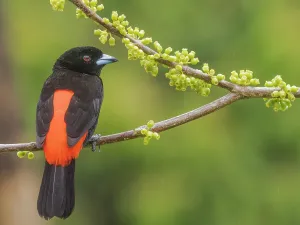 Rainforests Prints: Scarlet-rumped Tanager (Ramphocelus passerinii)