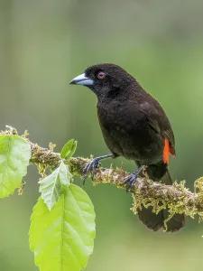 Songbird Prints: Scarlet-rumped Tanager (Ramphocelus passerinii)