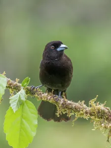 Songbird Prints: Scarlet-rumped Tanager (Ramphocelus passerinii)