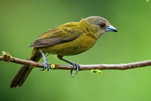 Females Prints: Scarlet-rumped Tanager (Ramphocelus passerinii) Female