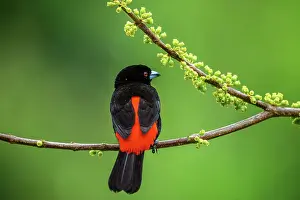 Rain Forest Prints: Scarlet-rumped Tanager (Ramphocelus passerinii) Male