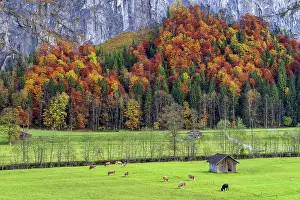Bern Prints: Scenic autumn landscape, Lauterbrunnen, Berner Oberland, Switzerland