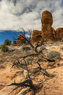 Dead Tree Prints: Scenic desert landscape, Arches National Park, Utah, USA
