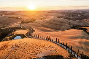 Farmhouse Prints: Scenic winding road lined with cypress trees in the Crete Senesi at sunset