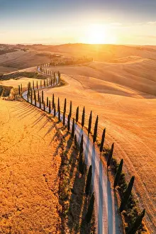 Farmhouse Prints: Scenic winding road lined with cypress trees in the Crete Senesi at sunset