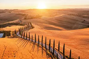 Farmhouse Prints: Scenic winding road lined with cypress trees in the Crete Senesi at sunset