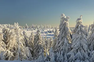 Fir Tree Prints: Schliffkopf mountain in winter, Black Forest, Baden-Wurttemberg, Germany