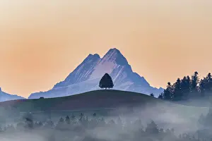 Loneliness Prints: Schreckhorn peak framed by an isolated tree on hill at sunrise