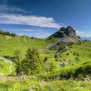 Schynige Platte Prints: Schynige Platte Botanical Gardens, Jungfrau Region, Bernese Oberland, Switzerland