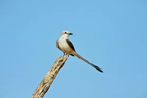 Seasonal Resident Prints: Scissor-tailed Flycatcher (Tyrannus forficatus), Rio Grande City, Texas, USA