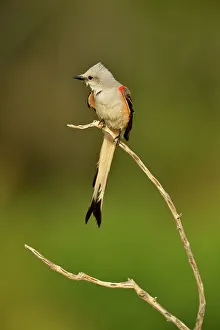 Seasonal Resident Prints: Scissor-tailed Flycatcher (Tyrannus forficatus), Rio Grande City, Texas, USA