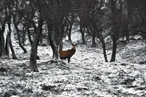 Scotland, Highlands, Epic and poetic winter at Braemar where the forest became magic