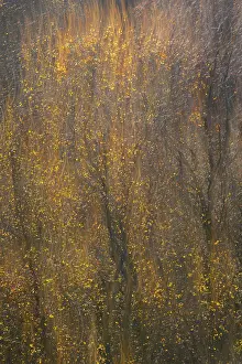 Trossachs Prints: Scotland, Trossachs, Silver Birches looks like flames at sunrise time